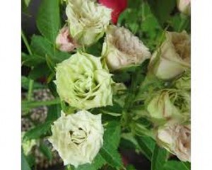 GREEN DIAMOND (miniature)